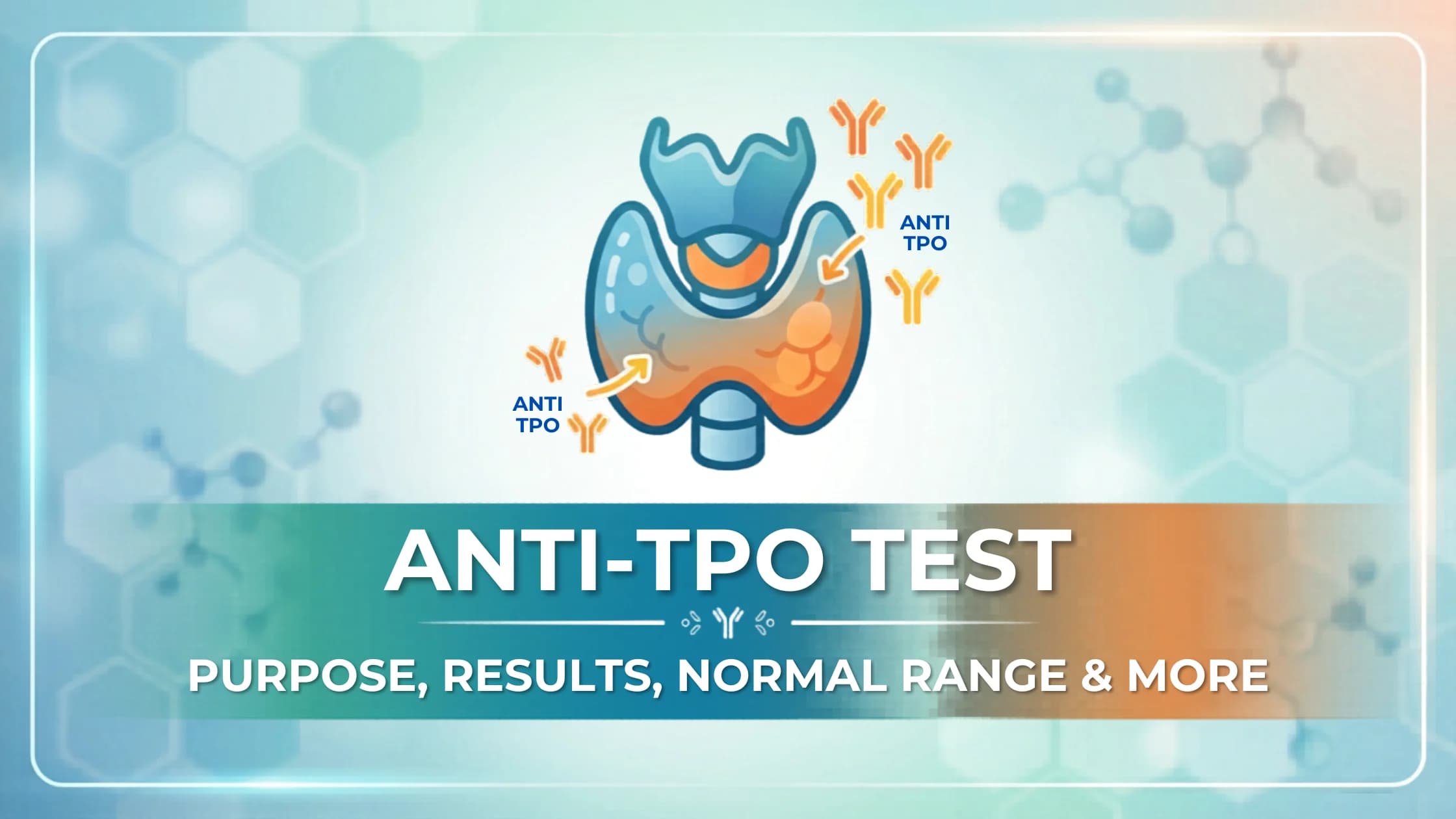 Anti TPO Test - Purpose, Results, Normal Range, and more